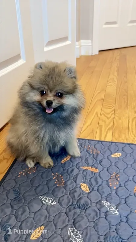 Biscotti – Pomeranian puppy for sale in Redding, CA