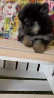 Josephine, a female Pomeranian for sale in Redding, CA – 4 of 10