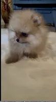 Gelato, a male Pomeranian for sale in Redding, CA – 4 of 10