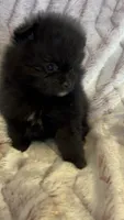 Trinity, a female Pomeranian for sale in Redding, CA – 8 of 10