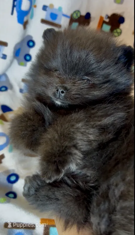 Pugsley – Pomeranian puppy for sale in Redding, CA
