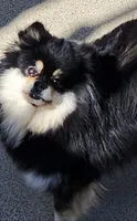 Wednesday , a female Pomeranian for sale in Redding, CA – 7 of 8