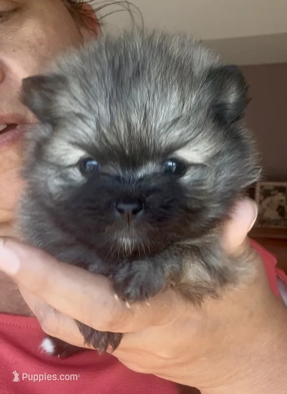 Six – Pomeranian puppy for sale in Redding, CA