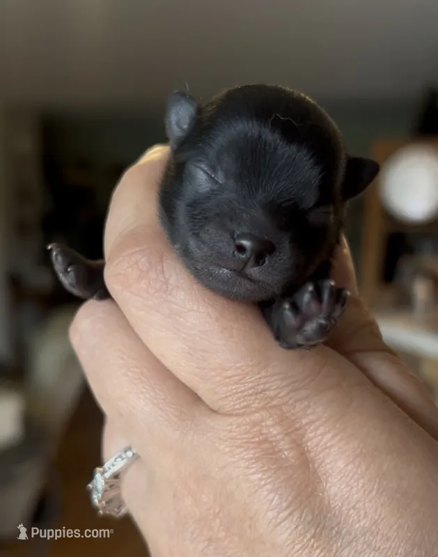 Wednesday  – Pomeranian puppy for sale in Redding, CA