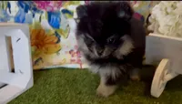 Josephine, a female Pomeranian for sale in Redding, CA – 7 of 10