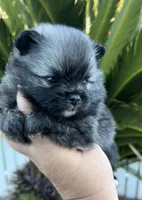 Nick, a male Pomeranian for sale in Redding, CA – 5 of 10