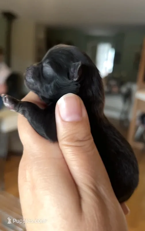 Pugsley – Pomeranian puppy for sale in Redding, CA