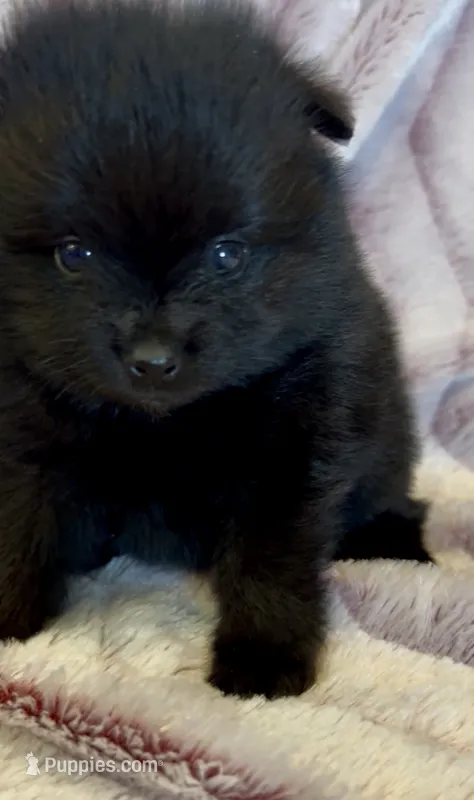 Morticia – Pomeranian puppy for sale in Redding, CA