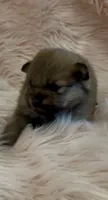Sapphire, a female Pomeranian for sale in Redding, CA – 7 of 10