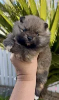 Tiramisu, a female Pomeranian for sale in Redding, CA – 3 of 10