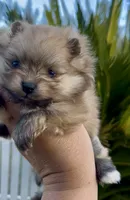 Gelato, a male Pomeranian for sale in Redding, CA – 6 of 10