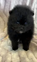 Trinity, a female Pomeranian for sale in Redding, CA – 10 of 10