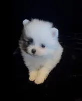 Joey, a male Pomeranian for sale in Redding, CA – 9 of 10