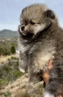 Ethel, a female Pomeranian for sale in Redding, CA – Photo 2 of 9