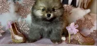 Ethel, a female Pomeranian for sale in Redding, CA – Photo 8 of 9