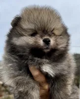 Ethel, a female Pomeranian for sale in Redding, CA – Photo 3 of 9