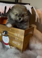 Ethel, a female Pomeranian for sale in Redding, CA – Photo 1 of 9