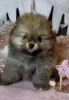 Ethel, a female Pomeranian for sale in Redding, CA – Photo 5 of 9