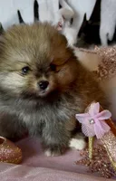 Ethel, a female Pomeranian for sale in Redding, CA – Photo 9 of 9