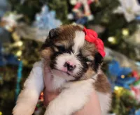 Garland, a female Pomeranian for sale in Redding, CA – Photo 10 of 10