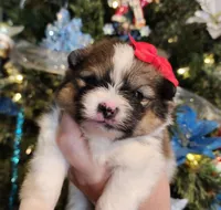 Garland, a female Pomeranian for sale in Redding, CA – Photo 8 of 10