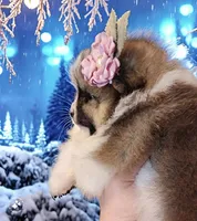 Garland, a female Pomeranian for sale in Redding, CA – Photo 5 of 10