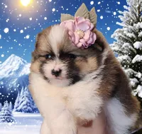 Garland, a female Pomeranian for sale in Redding, CA – Photo 1 of 10