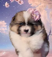 Garland, a female Pomeranian for sale in Redding, CA – Photo 4 of 10