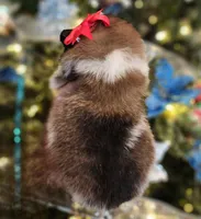 Garland, a female Pomeranian for sale in Redding, CA – Photo 6 of 10