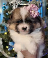 Garland, a female Pomeranian for sale in Redding, CA – Photo 3 of 10