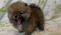 Tiramisu, a female Pomeranian for sale in Redding, CA – 6 of 10