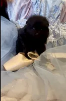Morticia, a female Pomeranian for sale in Redding, CA – 3 of 10