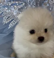 Blossom , a female Pomeranian for sale in Redding, CA – 4 of 10