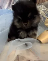 Josephine, a female Pomeranian for sale in Redding, CA – 9 of 10