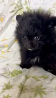 Trinity, a female Pomeranian for sale in Redding, CA – 5 of 10