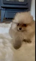 Gelato, a male Pomeranian for sale in Redding, CA – 9 of 10