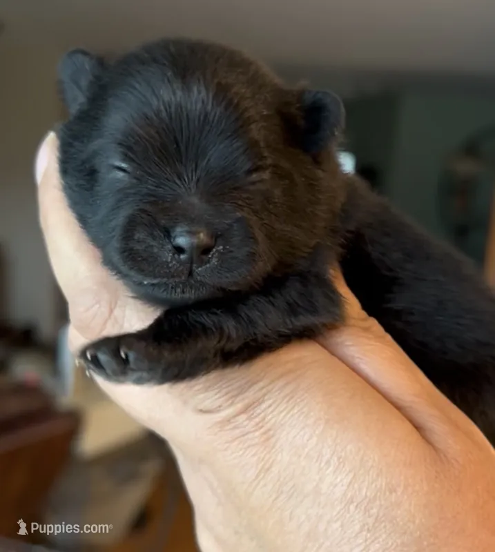 Shimmy – Pomeranian puppy for sale in Redding, CA