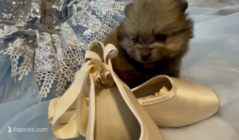 Biscotti – Pomeranian puppy for sale in Redding, CA