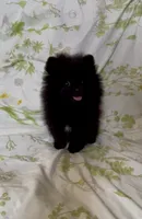 Shasta, a female Pomeranian for sale in Redding, CA – 6 of 10