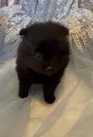 Morticia, a female Pomeranian for sale in Redding, CA – 7 of 10