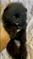 Trinity, a female Pomeranian for sale in Redding, CA – 6 of 10