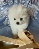 Blossom , a female Pomeranian for sale in Redding, CA – 6 of 10