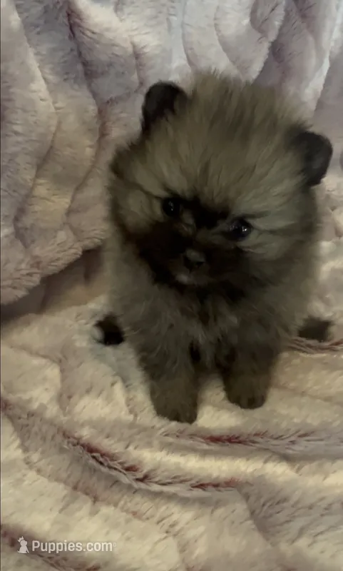 Six – Pomeranian puppy for sale in Redding, CA