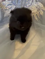 Morticia, a female Pomeranian for sale in Redding, CA – 10 of 10