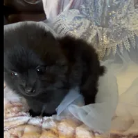 Morticia, a female Pomeranian for sale in Redding, CA – 2 of 10