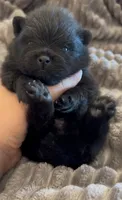 Shimmy, a male Pomeranian for sale in Redding, CA – 6 of 10