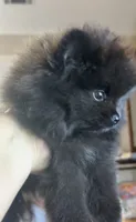 Pugsley, a male Pomeranian for sale in Redding, CA – 5 of 7