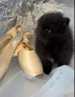 Shasta, a female Pomeranian for sale in Redding, CA – 7 of 10