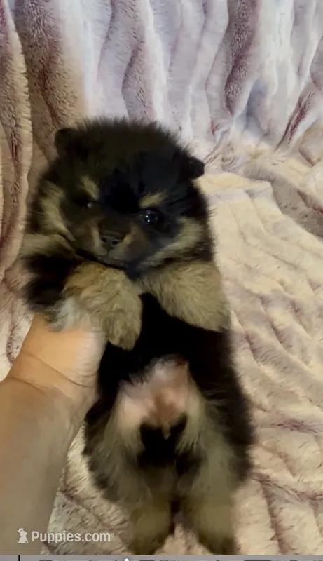 Josephine – Pomeranian puppy for sale in Redding, CA