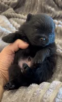 Shimmy, a male Pomeranian for sale in Redding, CA – 4 of 10